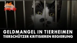 Lack of Funding in Animal Shelters