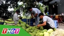 Soursop prices soar | THDT