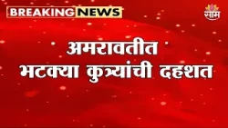 अमरावतीत भटक्या कुत्र्यांची दहशत | Amravati  Stray Dog Menace