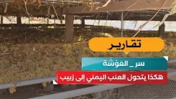 The Secret of "Al-Awsha".. How Yemeni Grapes Are Transformed into Raisins