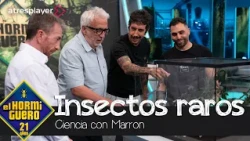 Insectos y arácnidos de todo el planeta llegan al plató - El Hormiguero