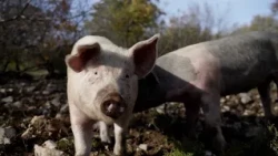 Regionalno, Pomurje: Samooskrba je nacionalna varnost: Cigler Kralj v Pomurju