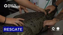 Pregnant alligator rescued at park in Vitória