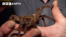 Stalking The World's Largest Tarantula | Expedition Guyana | BBC Earth