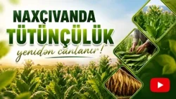 Naxçıvanda tütünçülük yenidən canlanır