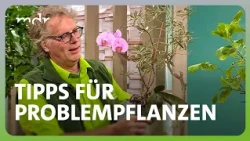 Fehler bei Pflanzen wie Basilikum oder Orchideen vermeiden – mit René Wadas | MDR um 4 | MDR