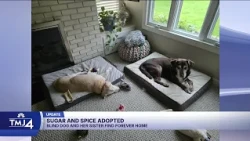 Sugar and Spice adopted
