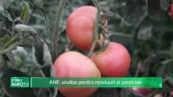 ANF, residue and pesticide analysis 08/31/2026