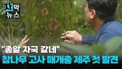 [Subtitled News] Why are there 'bullet holes' in the trees?... The culprit is the oak ambrosia be...
