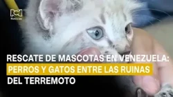 Pet rescue in Venezuela: dogs and cats among the earthquake ruins