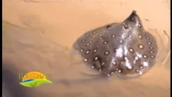 LAPACHO CANAL 11 FORMOSA - EL ANZUELO TV 18-09-2015