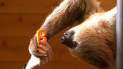 Hatch the Sloth's 2nd Birthday: Hanging from Trees and Relaxing on the Floor at Adventure World, ...