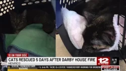 Cats rescued five days after Darby House fire
