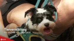 Pet Adoption: Paws for a Cause from 07/24/2026