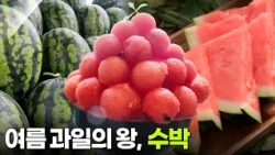 음식 X-파일: 여름 과일의 왕, 수박 [2TV 생생정보] | KBS 260724 방송