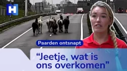Stable owner Nicole rescues herd of horses on A9