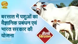 Hello Kisan: Scientific Management of Livestock During Monsoon and Government of India Schemes | ...