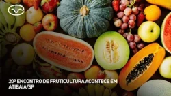 20th Fruit Growing Meeting takes place in Atibaia, SP