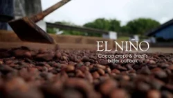 Inside El Nino – Cocoa crops and Brazil's bitter outlook