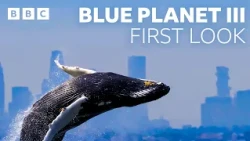 JADE x Hans Zimmer for Blue Planet III 🌊🐙🐳🐠 - BBC