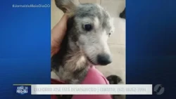 Missing dog