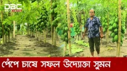 পেঁপে চাষে ভাগ্য বদলেছে সুমনের, বছরে আয় ১৫ লাখ টাকার বেশি | DBC NEWS