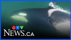Close encounter: Pod of orcas hunting seals