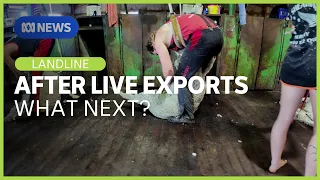 Training is offering hope to shearers to stay in WA after live exports end | Landline | ABC News
