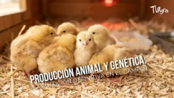 Animal Production and Genetics: The Ultimate Solution for Farming? - TvAgro by Juan Gonzalo Angel