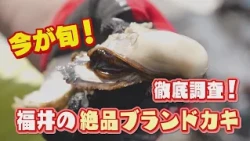 福井カキ王国なんだー？