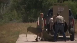 Bear dies after being hit by vehicle in Lone Tree neighborhood: Officials