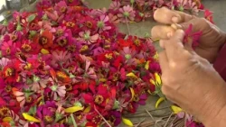 Flores Finas local development project in Niquero municipality achieves satisfactory results