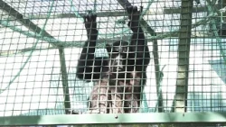 Návštěvníci hodonínské zoo mohli přispět na záchranu šimpanzů v Ugandě