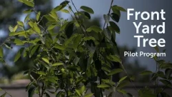 Gwinnett Offers Free Trees to Eligible Residents