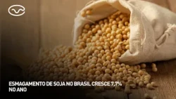 Brazil’s soybean crushing increases 7.7% this year