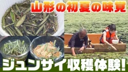 Yamagata Early Summer Delicacy: Junsai Harvesting Experience