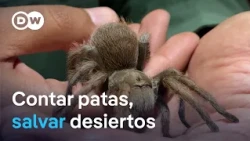 The scientist studying spiders to conserve the Sonoran Desert, the most biodiverse
