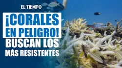 Scientists search for heat-resistant corals to save Florida's reefs | EL TIEMPO