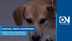 Manchas, the dog who survived abandonment and is now looking for a home