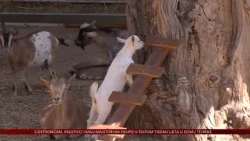 Baby boom u Slavonskom selu osječkog ZOO vrta – u nastambama sada i pilići, pačići i kozlići