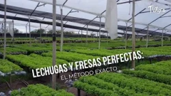 Perfect lettuce and strawberries: The exact method - TvAgro by Juan Gonzalo Angel