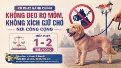 Fines for Unleashed Dogs: Who Will Inspect and Enforce? | Can Tho