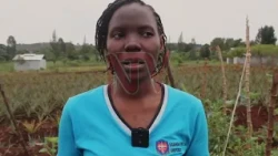 Buikwe farmers turn to Integrated Pest Management to protect crops