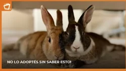 RABBITS