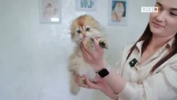 Golden Chinchilla: Why Is Everyone Falling in Love with These Kittens?