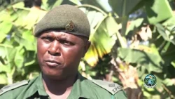 ECOSOLUTIONS- Planting For Tomorrow: Growing Food, Trees and Skills at  Chikurubi Prison Farm