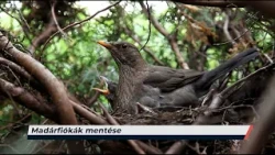 Híradó – 2026.07.09. – Csütörtök – Sopron TV