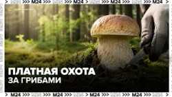 Paid mushroom hunting: Muscovites pay 2,000 rubles and up for a forest guide