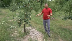 Ezzel a módszerrel kiválóan lehet védeni a növényeket