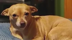Dog shot, killed by stranger in Missouri backyard